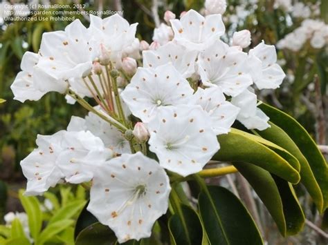 Plantfiles Pictures Kalmia Species Calico Bush Mountain Laurel