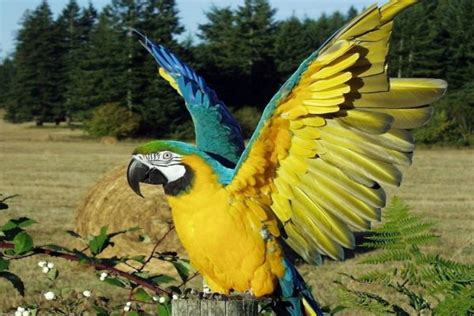 Loro Con Las Alas Abiertas Posado Sobre Un Tronco 59110