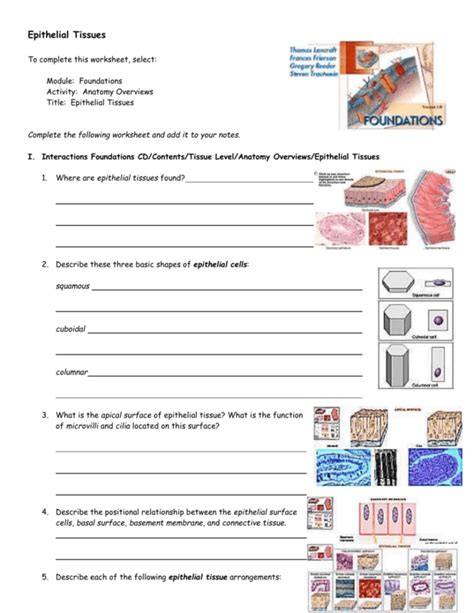 Epithelial Tissue Histology Quiz Anatomy Worksheets