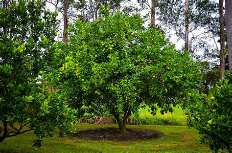 Persian Lime Trees For Sale Online The Tree Center