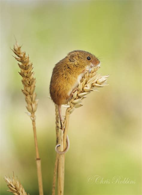 Harvest Mouse Harvest Mouse Animals Beautiful Cute Creatures