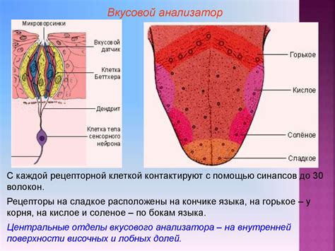 Вкусовой анализатор - презентация онлайн