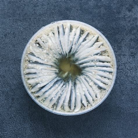 Anchovies In Garlic Oil Fresh And Cured In A Salt And Sunflower Oil