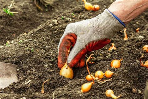 Comment planter des oignons culture période récolte