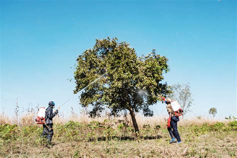 Locust plague: Africa and the Middle East see swarms devouring crops - Vox