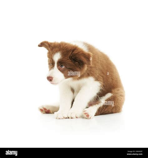 Brown White Puppy Border Collie Over White Background Stock Photo Alamy