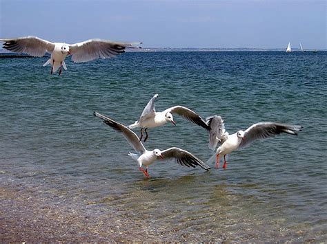 Чайка над морем (59 фото)