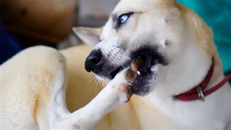 Por Que Cachorros Lambem Muito As Patas Entenda Os Motivos E Cuide Da