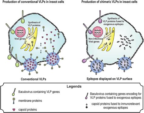 Frontiers Interaction Between Virus Like Particles Vlps And Pattern