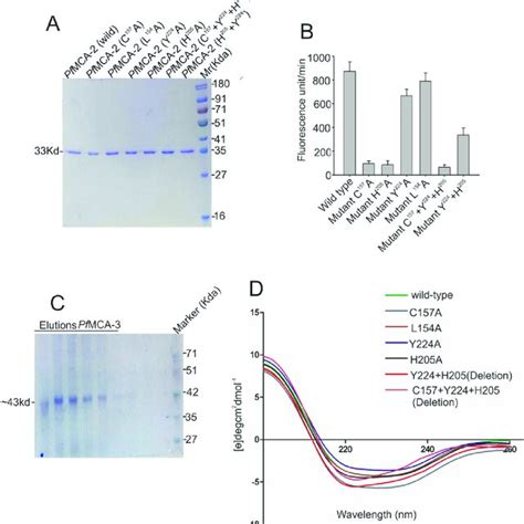 Expression And Enzymatic Activity Assay Of Wild And Mutant Pfmca