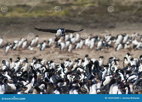 Shag Imperial En La Isla De Bleaker En Las Islas Malvinas Imagen De