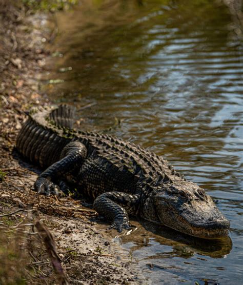 4 Most Alligator-Infested Rivers in Alabama