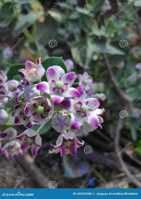 Safed Aak Crown Flower Calotropis Gigantea Arsh Mandar Madar Akaua Aak ...