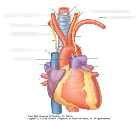 Diagram Of Branches Of Aortic Arch Quizlet