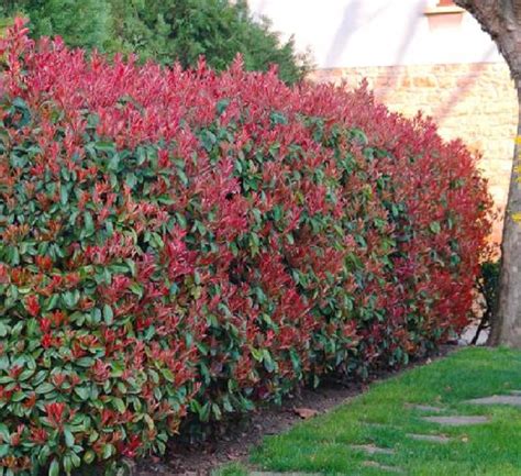 Photinia X Fraseri Red Robin Landscape Architects Pages 43 Off