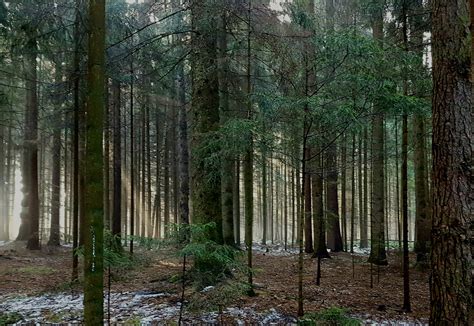 Wallpaper Sunlight Trees Wood Sunrise Yellow Sun Spruce