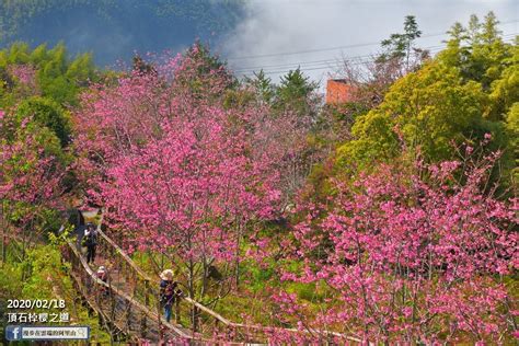 【嘉義】阿里山花季開跑！櫻花接力陸續盛開，夢幻場景美不勝收，限量入園不怕人擠人，搶先卡位賞花去 好想去喔