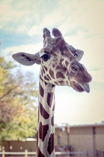 New Topeka Zoo Exhibit | New Giraffe Exhibit in Topeka, KS