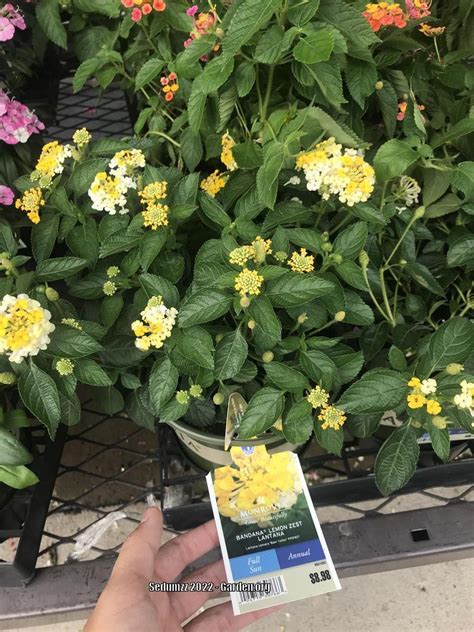 Lantana Lantana Camara Bandana® Lemon Zest In The Lantanas Database