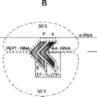 Model For The Recognition Of An Ef Tu Gtp Aminoacyl Trna Complexed To