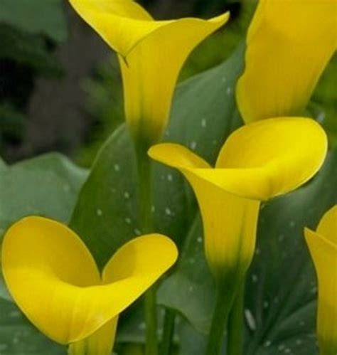 Beautiful Yellow Calla Lily Seed 100 SEEDS --BUY 4 ITEMS FREE SHIPPING ...