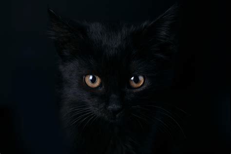 9 Interesting Facts About Black Cats Catastic