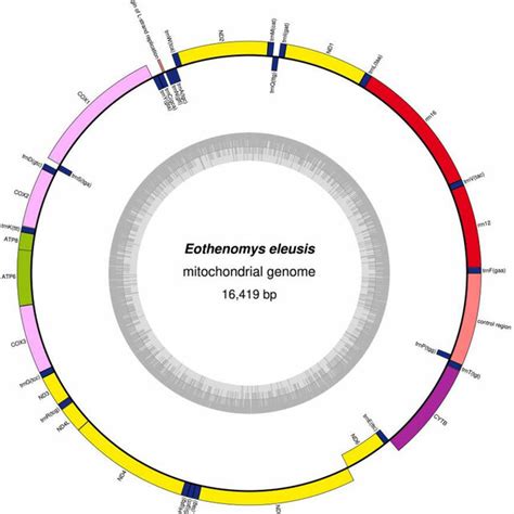 The Circular Mitochondrial Genome Map Of E Eleusis The Circular