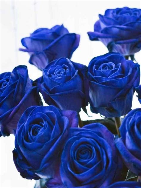 Symbolism Of Blue Roses And Spiritual Meaning Sarah Scoop