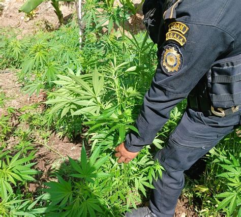 Totonicap N Autoridades Incineran M S De Mil Matas De Marihuana