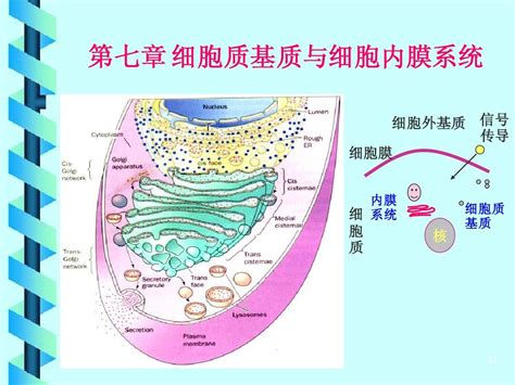 第6章 细胞基质与细胞内膜系统word文档在线阅读与下载无忧文档