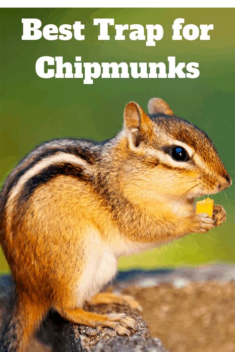 Best Trap For Chipmunks How To Get Rid Of Chipmunks Under A Porch Or In