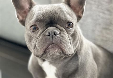 Grey French Bulldogs Everything You Need To Know