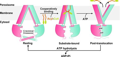 A Working Model For The Abcd1 Mediated Fatty Acyl Coa Download Scientific Diagram