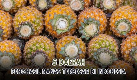 Daerah Ini Penghasil Nanas Terbesar Di Indonesia Lampung Juaranya