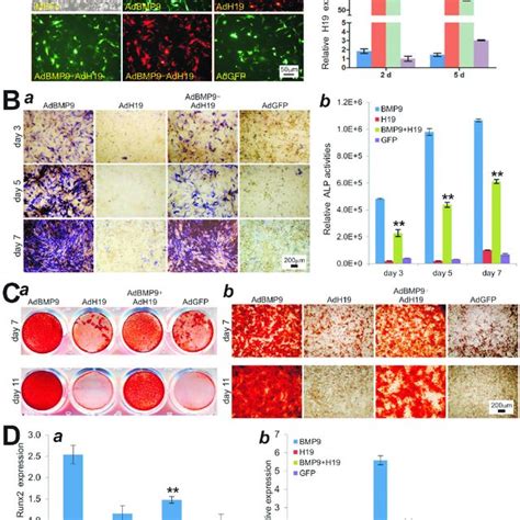 Overexpression Of Lncrna H19 Blocks Bmp9 Induced Osteogenic