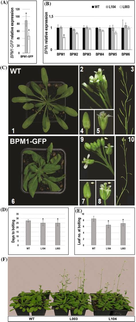 Gene Expression Profiles And Phenotypic Characteristics Of A Thaliana