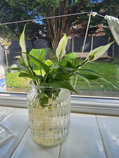 Will this plant survive in water and what is it : r/whatsthisplant