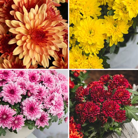 Pot Mum Chrysanthemum Chrystal Collection - Garden Express