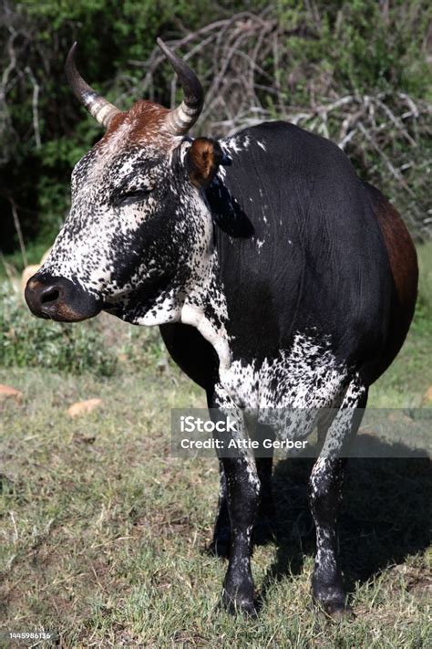 Vredefort Dome Culture Nguni 03 Stock Photo Download Image Now