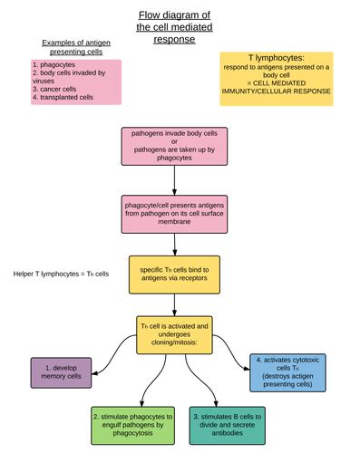 3 Flow Chartsthe Formation Of Lymphocytes Cell Mediated And Humoral