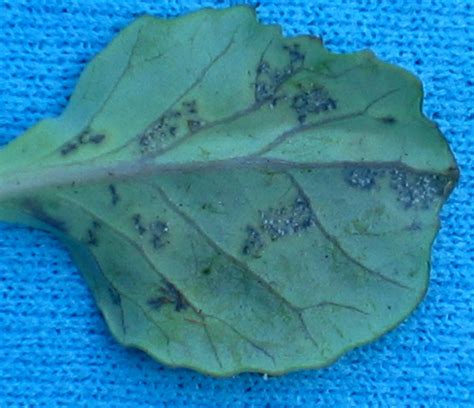 Downy Mildew On Cabbage Vegetable Pathology Long Island