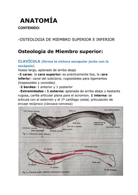 SOLUTION Anatom A Osteologia Miembro Superior E Inferior 1 Studypool