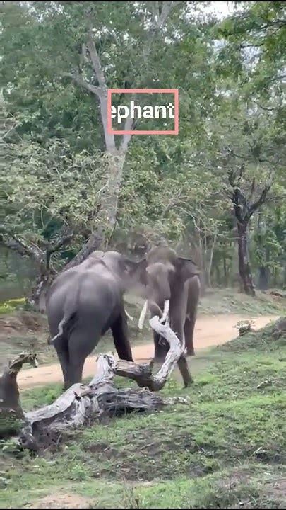 When Elephants Fightshorts Short Shortvideo Shortsvideo News