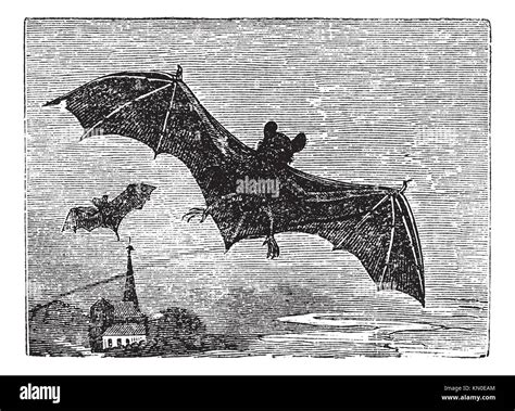 Common Bat or Vesper Bat or Evening Bat or Vespertilionidae, vintage ...