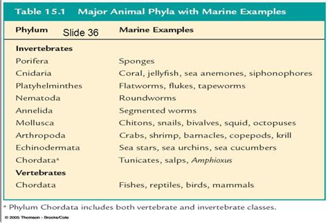 Marine Animal Classification Diagram | Quizlet