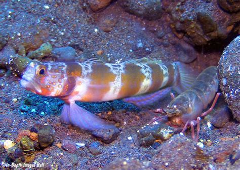 alpheus digitalis complex bali indonesia