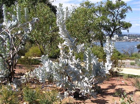 Eucalyptus Macrocarpa Wikipedia Early Winter Early Spring