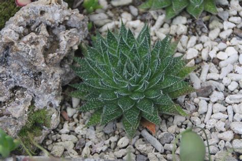 Aloe Aristata Cuidados B Sicos Gu A Pr Ctica