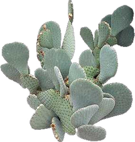 Prickly Pear Cactus Succulent PNG Free