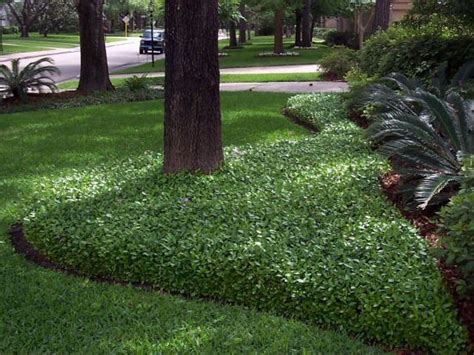 A Asiatic Jasmine Ground Cover Ground Cover Plants Jasmine Ground